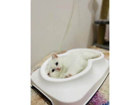 Orijinal british shorthair