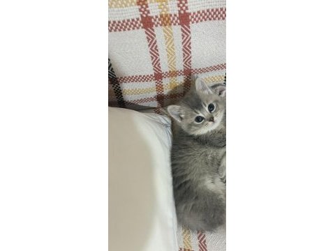 Yeni yuvalarına gitmeye hazır kediler