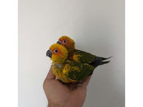 Bebek güneş konur papağanları