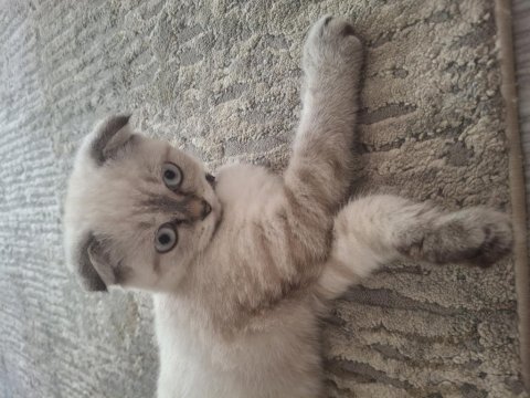 Scottish fold