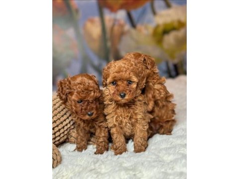 Mükemmel güzellikteki toy poodle yavrularımız