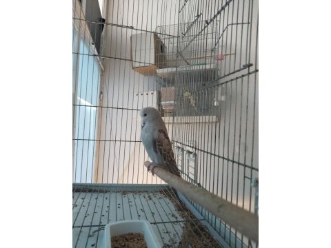Yavru show jumbo muhabbet kuşu