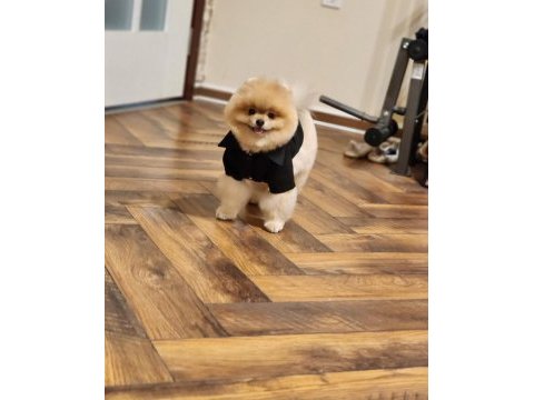 Efsane eğitimli tam ayı surat erkek pomeranian