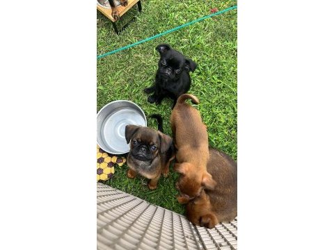 Küçük ( petit ) brabançon elit yavru köpekler