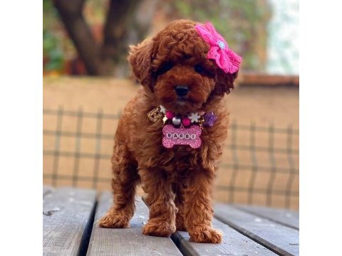 Çok özel redbrown kore toy poodle yavrular