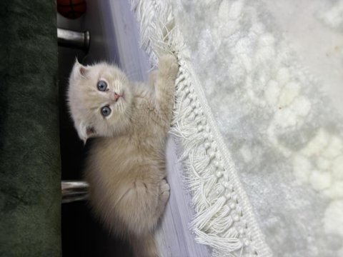 Tuvalet eğitimi var iç parazit yapılı scottish fold
