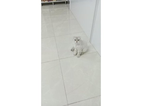 Scottish fold dişi
