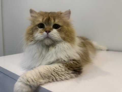 British longhair kısır oğlan