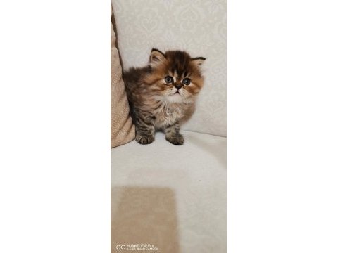60 günlük dişi chinchilla
