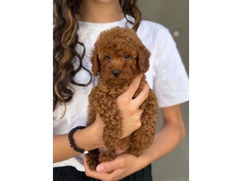 Toy poodle bebekleri