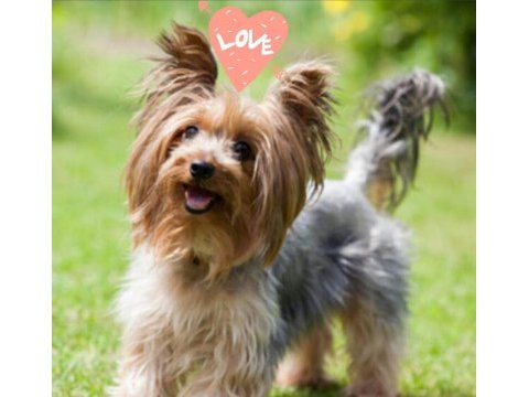 Yorkshire terrier 32 günlük