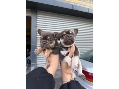 French bulldog 45 günlük