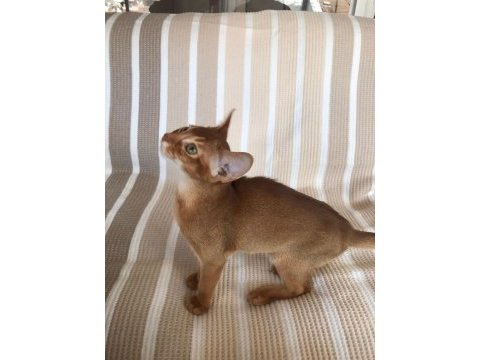 Safkan abyssinian yavrular