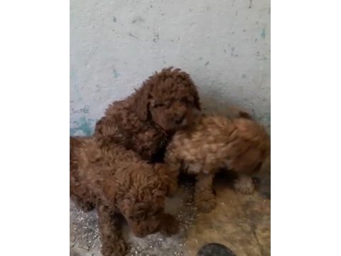 Poodle bebeklerimiz yeni evlerini bekliyor