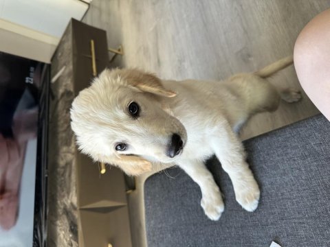 3 aylık golden retriever