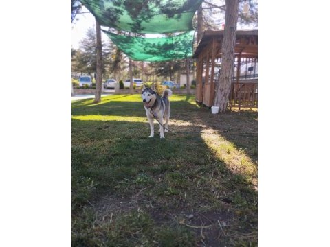 2 buçuk yaşında safkan dişi husky (sibirya kurdu)