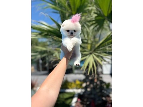 Orjinal pomeranian boo
