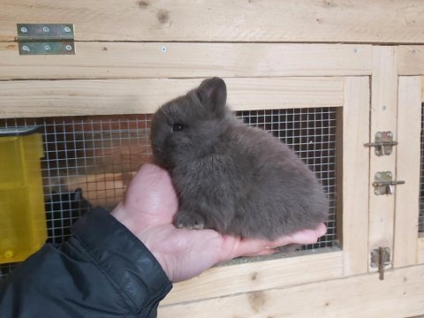 Cüce tavşan yavrusu (seyfullah sevimli kalitesi)