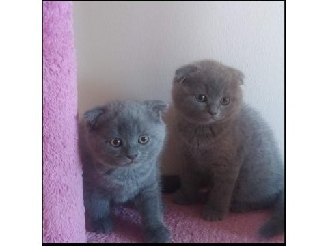 Scottish fold 2 aylık