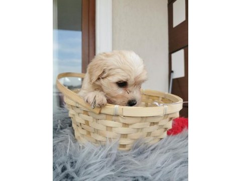 Maltipoo yavrularımızı canlı görerek alabilirsiniz