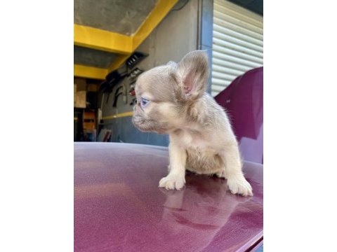 Üst kalite egzotik french bulldog yavrular