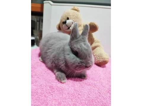Safkan hollanda cüce tavşan (netherland dwarf)