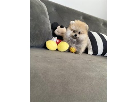 Pomeranian erkek bebek