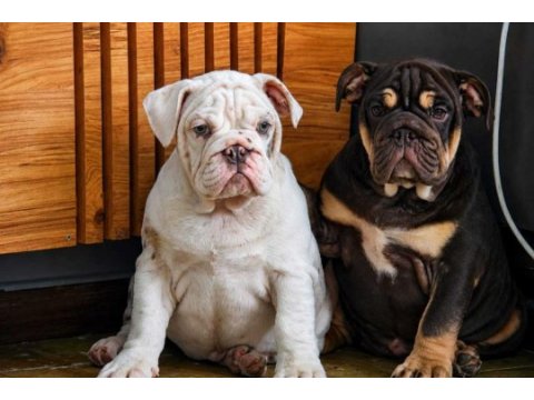 Üst düzey ingiliz bulldog yavrular