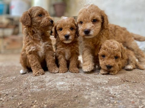 Minyatür toy poodle bebekler