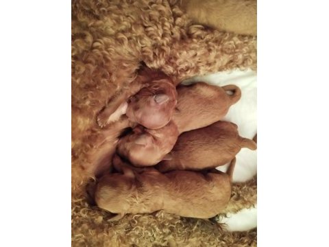 Şecereli toy poodle anneden yavrular