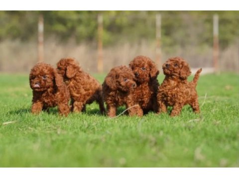 Irkının en güzeli toy poodle yavrular