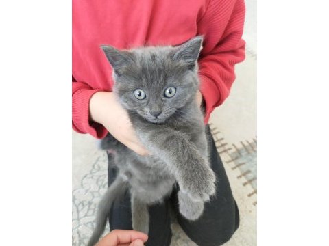 2 aylık 2 dişi ve 1 erkek british shorthair yavrular