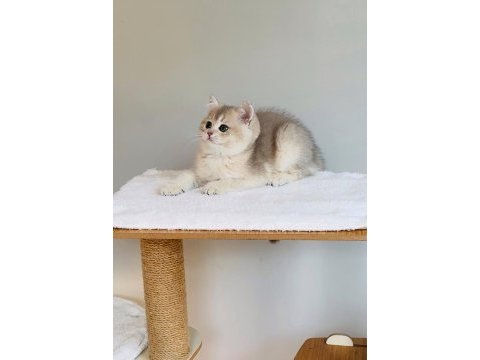 Safkan anne baba şecereli british shorthair ay11 kodunda