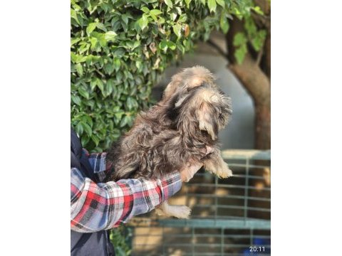 Morkie biblolar