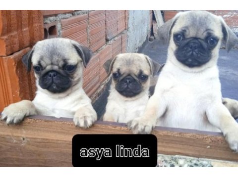 Pug mops bebekler