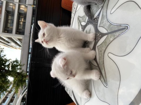 Scottish fold