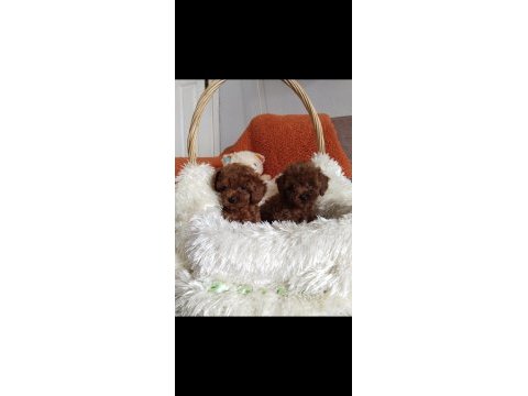 Teacup boy kore poodle yavrularımız
