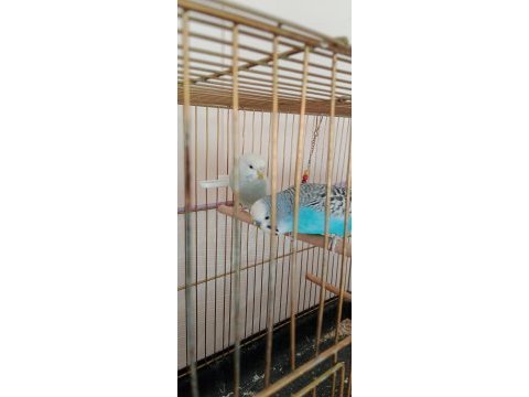 Çift muhabbet kuşu sağlıklı