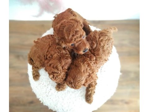 Kore gen toy poodle yavrular