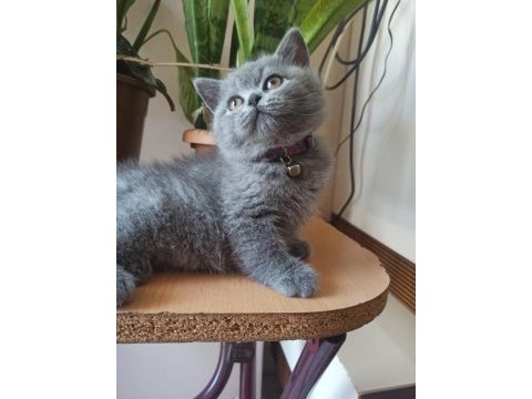 Orjinal ayı surat yavrumuz scottish fold