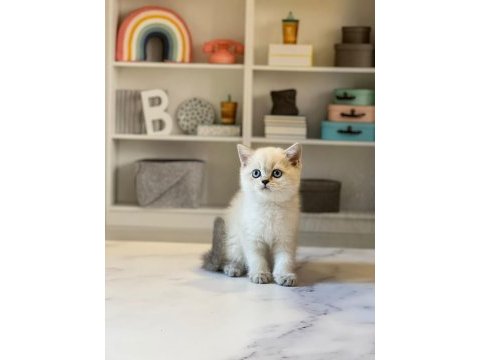 Dünya güzeli british shorthair yavrularımız 