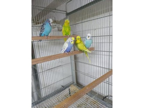 Ele alıştırmalık taze jumbo muhabbet yavrular ve anaçlar