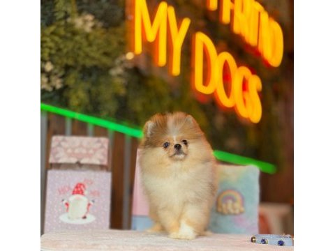 Özel merle renk pomeranian boo dişi