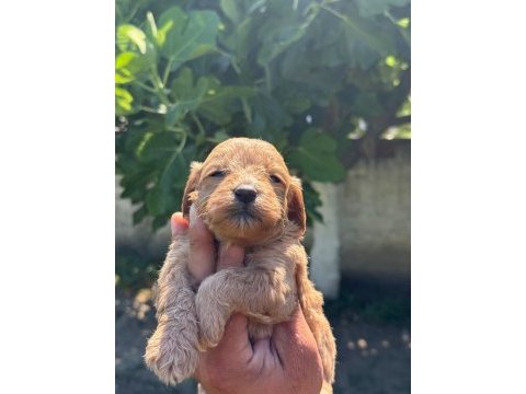Dunya tatlısı maltipoo minikler