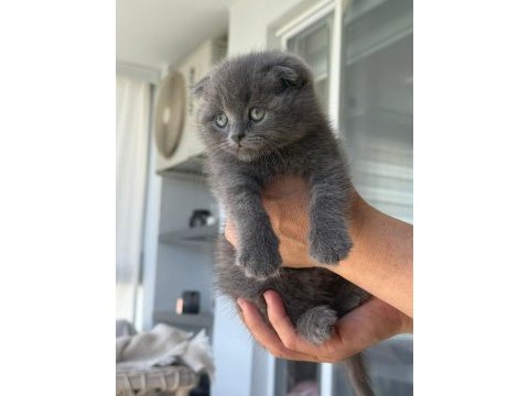 Scottish fold yavrularımız