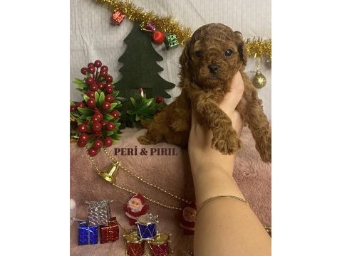 Kore poodle yavrularımız