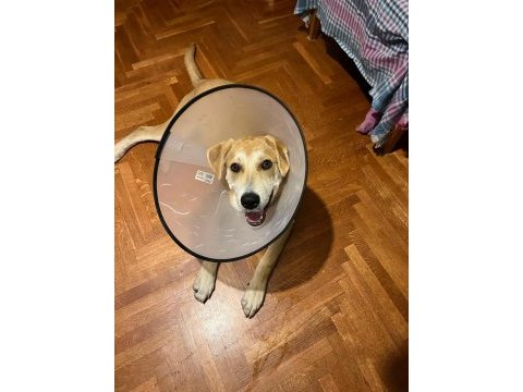 Güler yüzlü labrador kaju kalıcı yuvasını arıyor