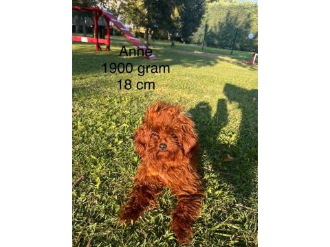 Poodle yavru dişi