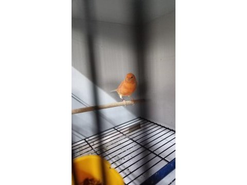 Sahibinden ötüme hazır kanaryalar