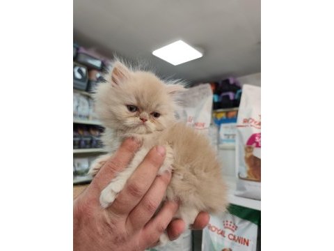Türünün güzel örneklerinden british longhair yavrular